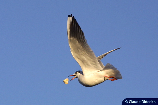 Aminals - Gull