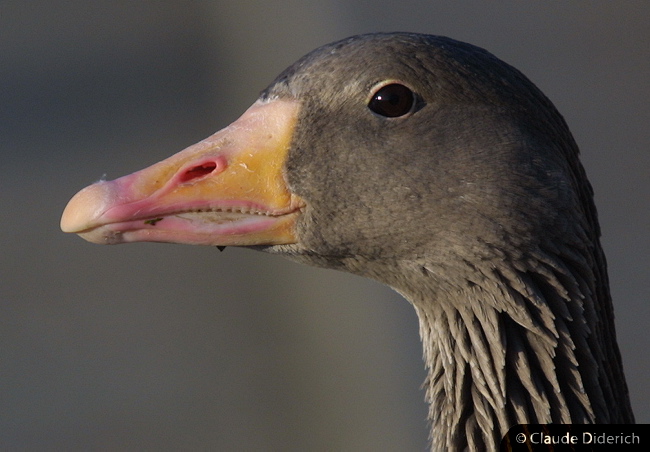 Aminals - Grey Lay Goose